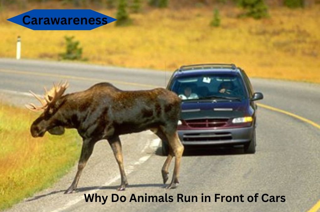 Why Do Animals Run in Front of Cars