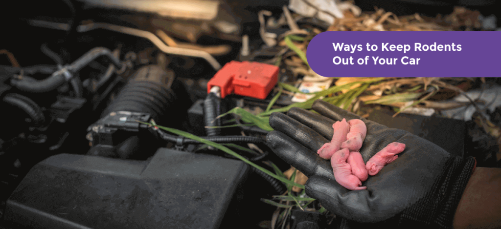 How to Keep Rat Away from Car Engine