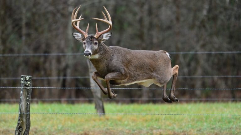 Can You Why Do Deer Jump in Forests: Surprising Reasons Explained